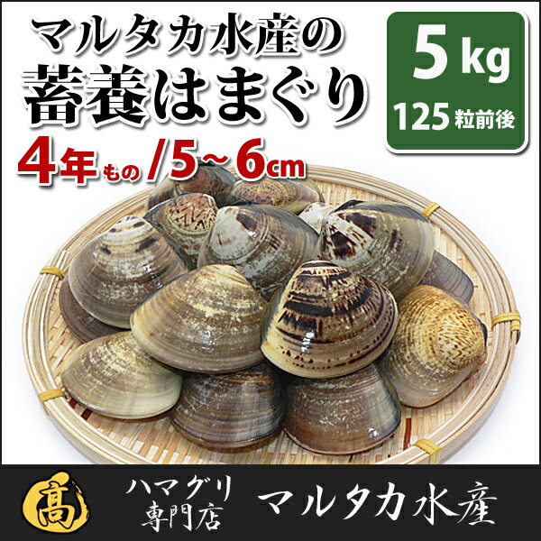 【送料無料】【業務用】大人買い蓄養はまぐり　4年もの5cm〜6cmサイズ蛤(ハマグリ)5kg(125粒前後)入♯貝 はまぐり ハマグリ 蛤 バーベキュー 海鮮 海鮮バーベキュー 直送