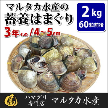 【送料無料】蓄養はまぐり　3年もの4cm〜5cmサイズ蛤(ハマグリ)2kg（60粒前後）入♯貝 はまぐり ハマグリ 蛤 バーベキュー 海鮮 海鮮バーベキュー 直送