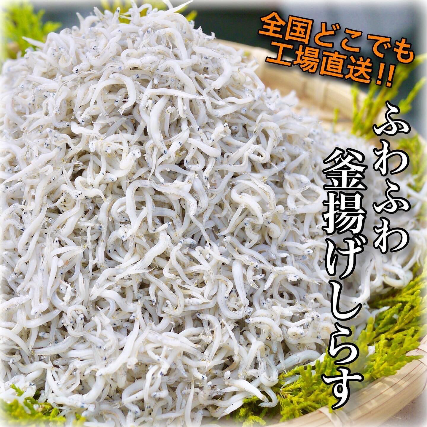 大容量でお得 美味しい新鮮なしらすの通販おすすめランキング ベストオイシー