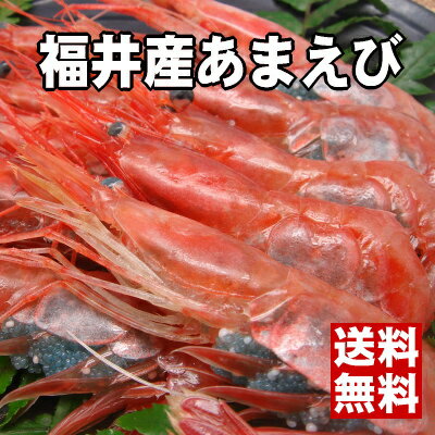 【大切な方への贈り物にどうぞ♪】越前三国ブランド！天然子持ち甘エビ500g【あす楽】【楽ギフ】