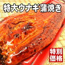 【居酒屋人気メニュー！】ふっくら焼き上げました♪1匹250gの特大ウナギ蒲焼き【楽ギフ】【お中元】