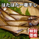 【越前塩と絶妙の干し加減！！】なんと1匹60円！自家製...