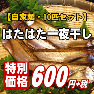 【越前塩と絶妙の干し加減！！】なんと1匹60円！自家製一夜干しハタハタ10匹【あす楽対応】