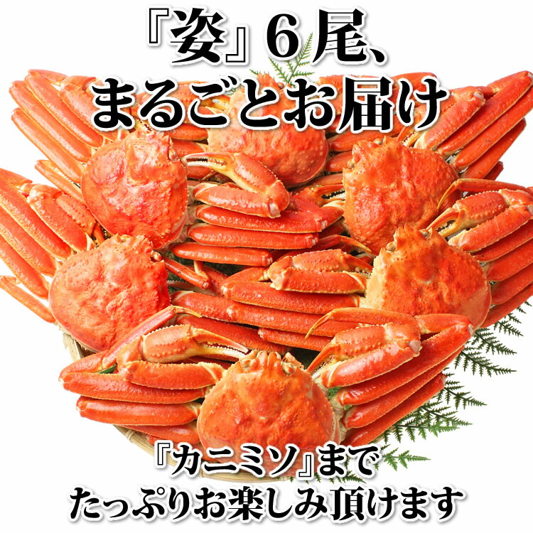 カニ ずわいがに 姿 3kg (6尾入)【送料無料】【あす楽対応】 ズワイガニ 蟹 かに ズワイ蟹 脚 ボイル ギフト 内祝 御礼 お誕生日祝 のし 熨斗 御中元 お中元