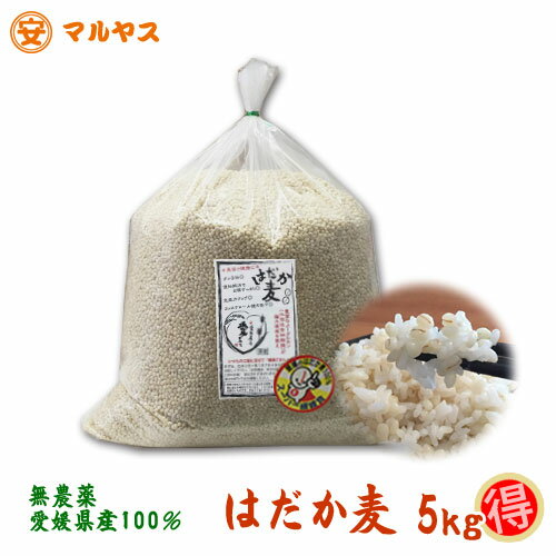 はくばく 骨太家族 100g(10g×10袋)×12袋入｜ 送料無料 一般食品 麦 袋