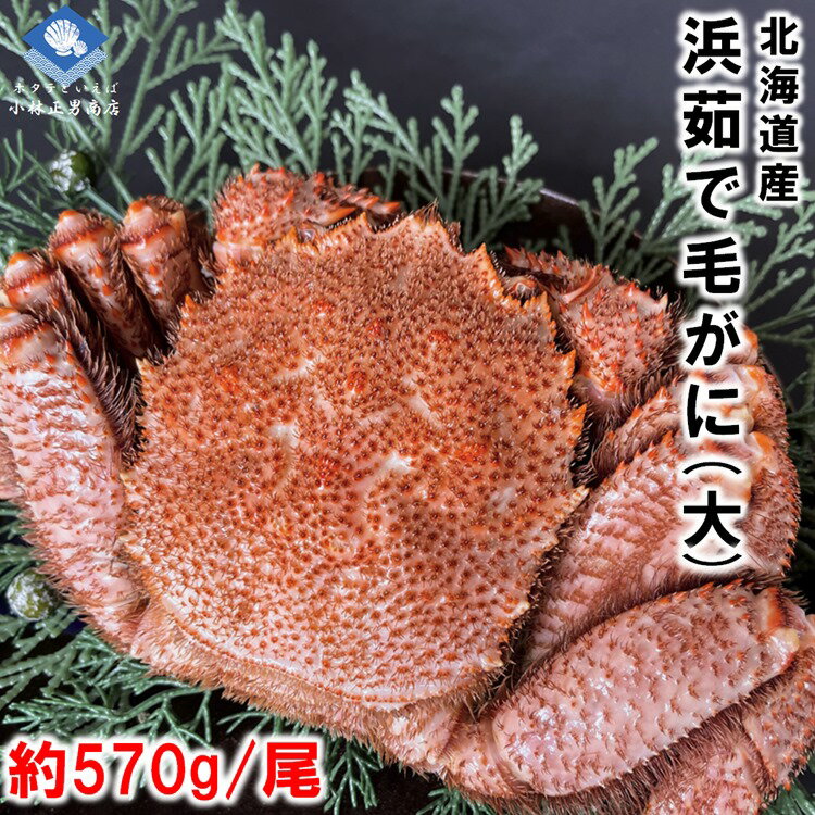 毛ガニ 【母の日直前SALE】毛ガニ 毛がに 毛蟹 北海道産 浜茹で毛ガニ 1杯約570g 大サイズ 最上級品 堅ガニ ギフト 2024年物