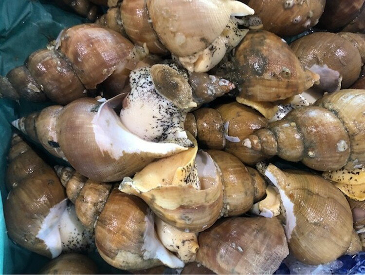 �ĥ� �Ĥ� ���೫���ĥ� �������� �̳�ƻ�ù� 1kg�� 1kg��20��40���� ���ɿ��� ����դ�����̵�� ���ե�