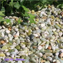 砂利 風水石 30kg 天然ギョク石  5分(15~20mm) 磨き風水石庭石 最高級 ライトグリーン