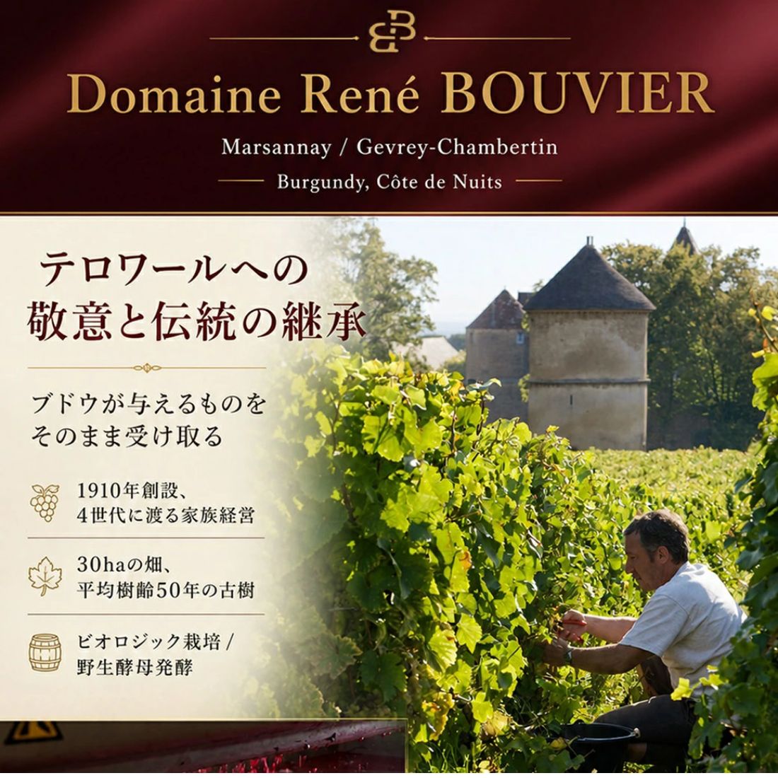 ドメーヌ ルネ ブーヴィエ シャンボール ミュジニー ヴィエイユ ヴィーニュ [2023] 750ml 赤DOMAINE RENE BOUVIER CHAMBOLLE MUSIGNY VIEILLES VIGNES mashimo-10044444 酒宝庫 MASHIMO サンプル画像2