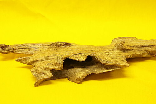 ���������ʪ�ۥ��饹�����硪���Ḷ�ڡ��������ޥ졼�������ڹ��ڡ�