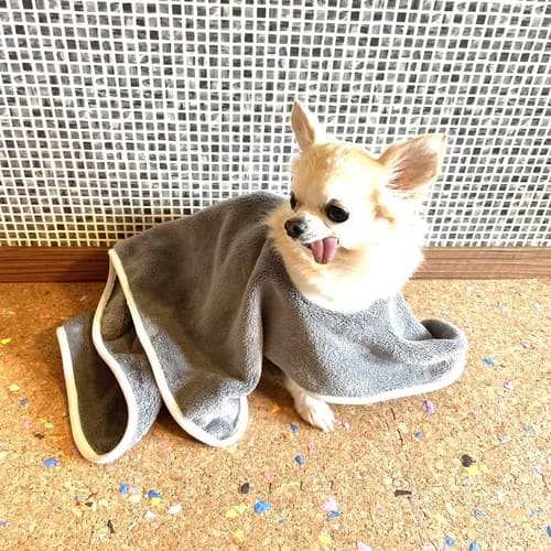 美の達人の着るワンちゃんバスタオル レッド S 犬 ペット バスタオル タオル タオルドライ 吸水 着る S Sサイズ｜アングル3