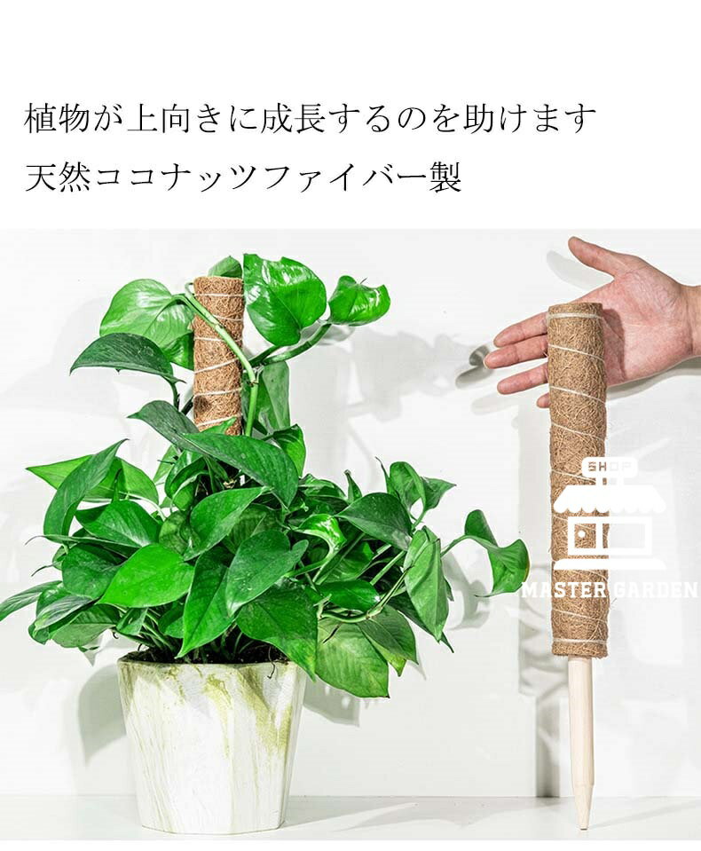 【6%OFFクーポン】モンステラ 支柱 ココスティック 観葉植物 支柱 園芸支柱 植物 ...