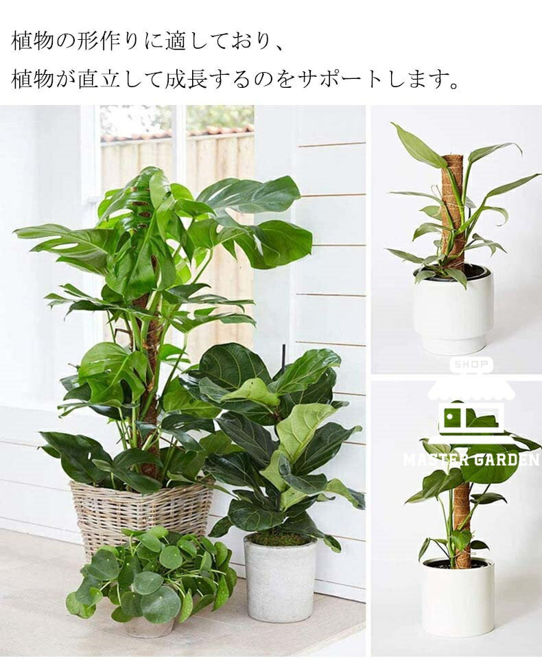 【6%OFFクーポン】モンステラ 支柱 ココスティック 観葉植物 支柱 園芸支柱 植物 ...