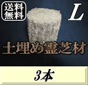 レビューをお願い致します◆送料無料!土埋め霊芝材(レイシ材) L(直径 120mm前後) 3本