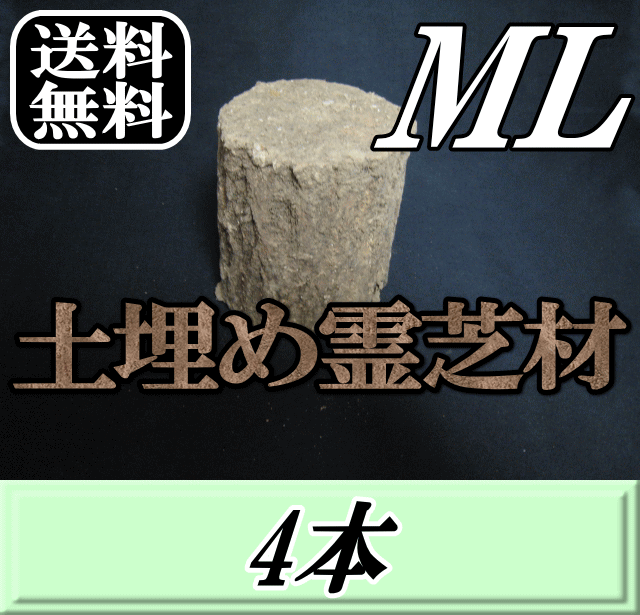 レビューをお願い致します◆送料無料！土埋め霊芝材（レイシ材） ML（直径 105mm前後）　4本