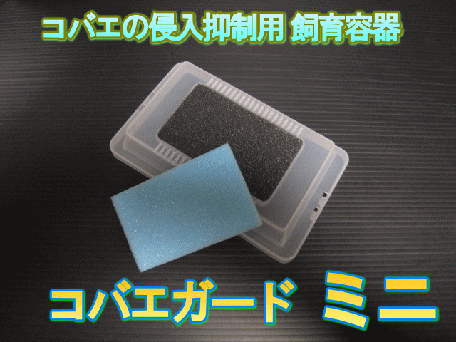 　　　コバエの侵入抑制用飼育容器 ミニ コバエガード ◆商品説明など◆ コバエの侵入抑制用飼育容器 ミニ コバエガードの販売です。 コバエガードを使用することで、さらにコバエを遮断することが出来ます。通気性の良いスポンジを使用しているので、小さな通気孔でコバエが入らない飼育ケースでもしっかり通気ができるようになっています。飼育ケースの湿度を調整しながら使い分けるのも便利です。