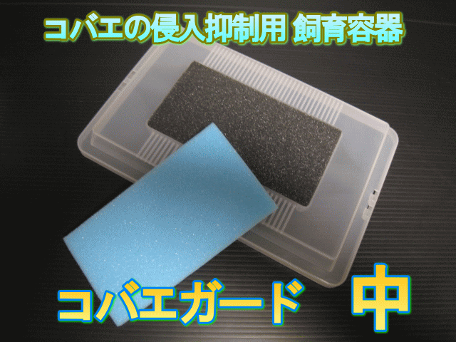 在庫限り超特価!コバエの侵入抑制用飼育容器 中 ...の商品画像