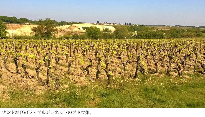 【フランス】【自然派】 白ワイン ミュスカデ・セーブル・エ・メーヌ・シュール・リー ラ・ブルジョネット ステファン・オリウー 2024年 AOP 750ml【2本〜送料無料】　ロワール　辛口 ギフト masterwineshinbashi-10000018 マスターワイン新橋 サンプル画像2