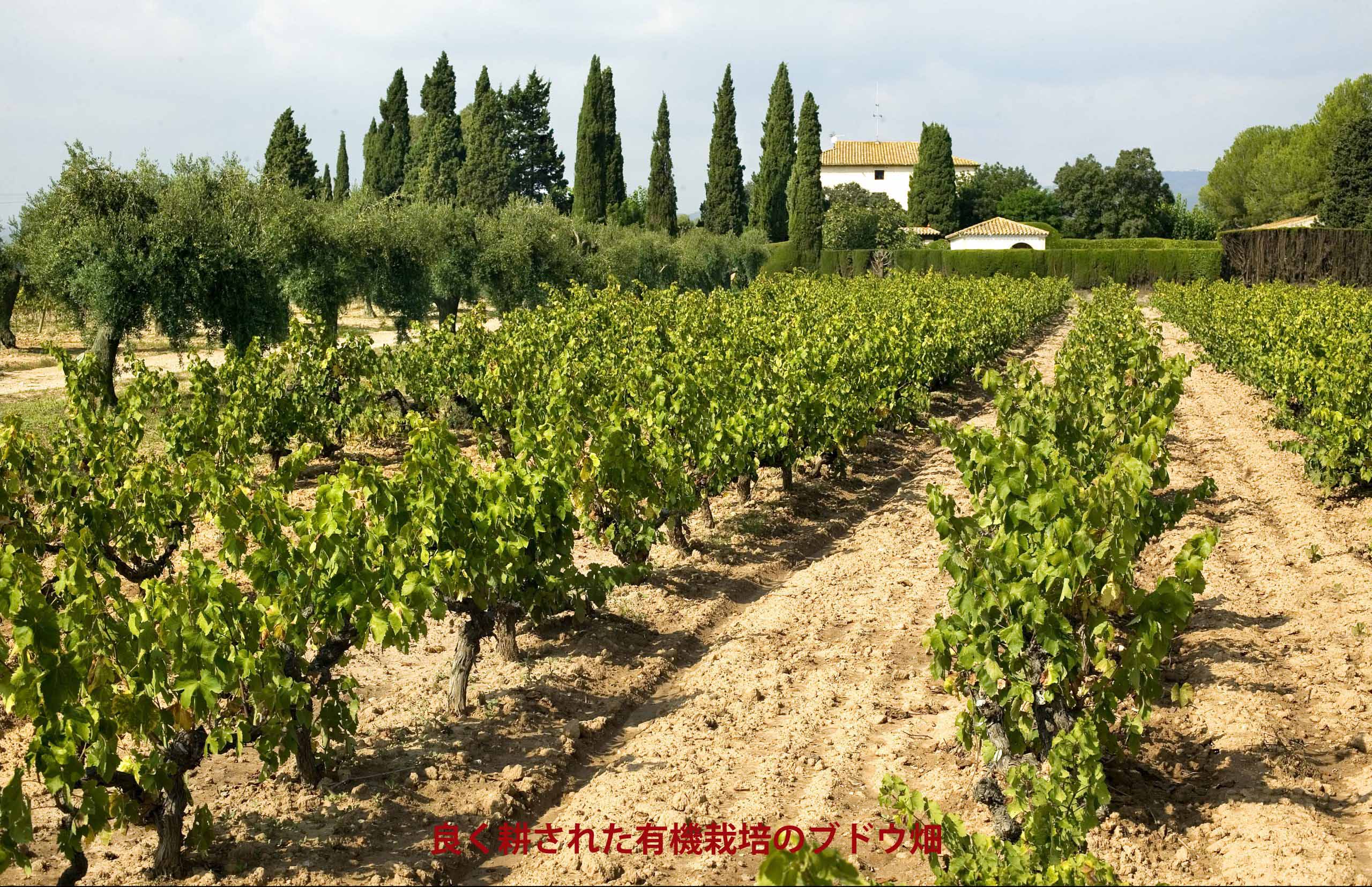 ��ñ���㤤���1�䤪���ۡ�2/4 20��������10��OFF�����ݥ󤢤�ۡ�1��������1,537�ߡۥ��ѡ�����󥰥磻�� ���������������3�ܤޤȤ��㤤���åȡ����ڥ��󡡥������˥å��� (750ml��6)���ɸ�������̵����MWS019