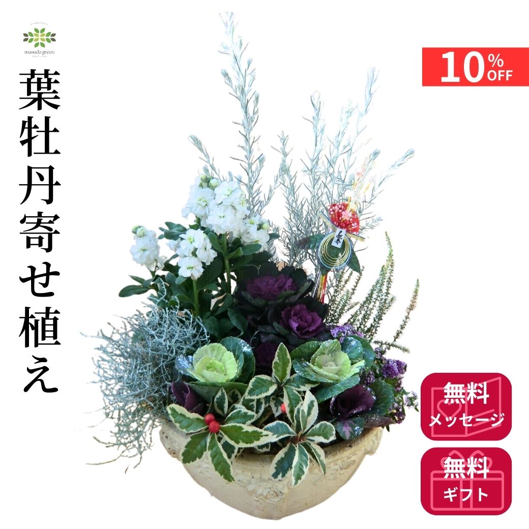 【12/4 20:00～23:59限定!!スタートダッシュクーポン】 2026 迎春 葉牡丹寄せ植え テラコッタ ハボタン..