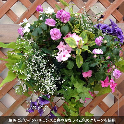季節のおまかせ寄せ植えハンギングバスケット