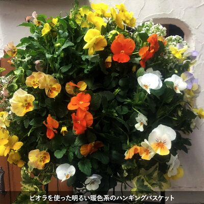 季節のおまかせ寄せ植えハンギングバスケット