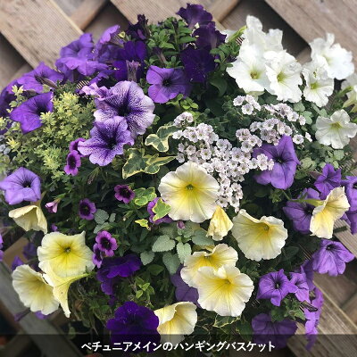 季節のおまかせ寄せ植えハンギングバスケット