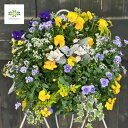 ハンギングバスケットマスターが作る【 おまかせ 】季節のお花を使った寄せ植え【 ハンギングバスケット 】壁掛け 送料無料 ご自宅用 贈答用 プレゼント 贈り物 ...