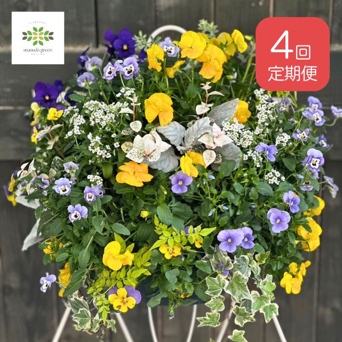 【 年4回 定期便 】 寄せ植えのプロが作る【 ハンギングバスケット 】おまかせ 季節のお花を使った