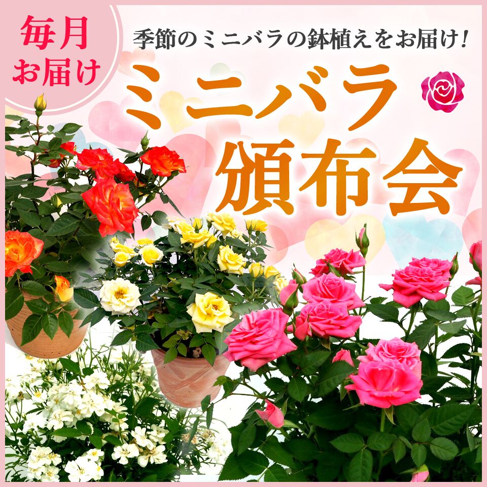 季節のミニバラ鉢植え 花鉢 陶器鉢入 花定期便 毎月頒布会 12回 マスダグリーン店一年間毎月ミニバラが届きます 鉢花