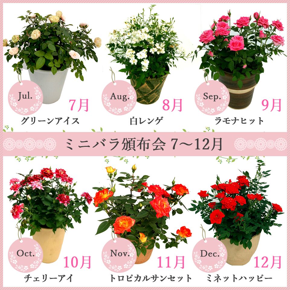 大人気 人気sale送料無料 季節のミニバラ鉢植え 陶器鉢入 毎月頒布会 12回 フラワーギフトのマスダグリーン 大人気 人気sale送料無料 季節のミニバラ鉢植え 陶器鉢入 毎月頒布会 12回 フラワーギフトのマスダグリーン