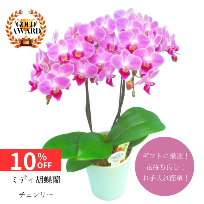 【12/4 20:00〜23:59限定!!スタートダッシュクーポン】 ミディ胡蝶蘭 《 チュンリー 》鉢植え4号 2本立 送料無料 プレゼント ギフト フラワー...