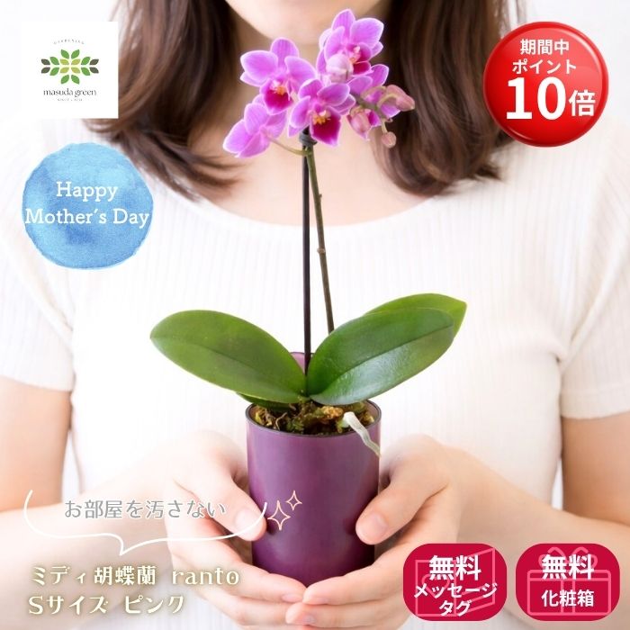 樂天商城 - 【マラソン期間:最大20%OFFクーポン＋ポイント10倍】 母の日 ミディ胡蝶蘭 鉢植え ranto ピンク Sサイズ ラッピング付 送料無料 コチョウラン 蘭 洋ラン 産地直送 椎名洋ラン園 底面給水 部屋を汚さない 土がいらない 鉢花 ギフト フラワーギフト インテリア 御祝 贈答 自宅
