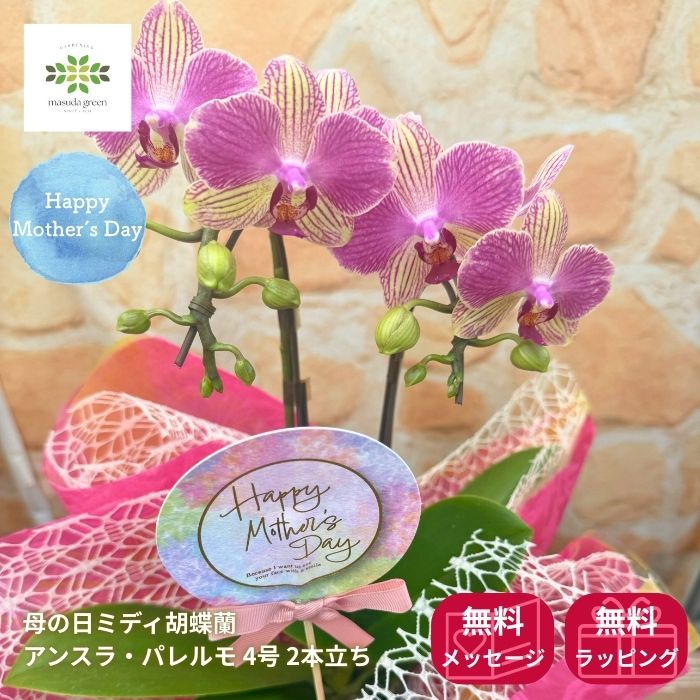 早割 母の日 ミディ胡蝶蘭 鉢植え アンスラ・パレルモ 4号 2本立 ピンク 送料無料 母の日ギフト 2026 フラワーギフト プレゼント 人気 贈り物 花 生花 ミディコチョウラン こちょうらん 鉢花 誕生日 お礼 お祝い 開店祝