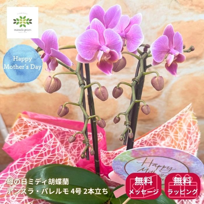 早割 母の日 ミディ胡蝶蘭 鉢植え 《 リンリン 》4号 2本立 ピンク 送料無料 母の日ギフト 2026 長持ち 花 ピンク ギフト プレゼント ミディコチョウラン こちょうらん 生花 室内 屋外 誕生日 記念日 お祝い お礼 開店祝