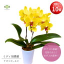 【お買い物マラソン期間 ポイント10倍】 ミディ胡蝶蘭 ナオミゴールド 4号 2本立 黄色 送料無料 イエロー コチョウラン こちょうらん ギフト プレゼント ...