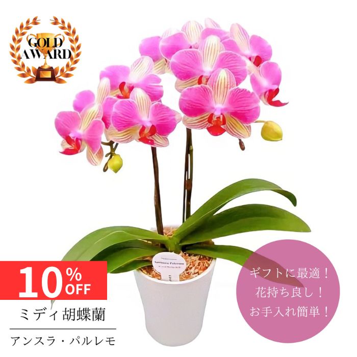 12/4 20:0023:59!!ȥå奯ݥ ߥǥĳ ȭ 󥹥顦ѥ 4 2Ω ̵ ץ쥼 ե ...