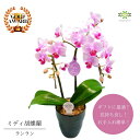 ミディ胡蝶蘭《 ランラン 》 鉢植え 4号 2本立 ピンク 送料無料 プレゼント ギフト フラワーギフト 贈り物 自宅用 お祝い お礼 贈答用 挨拶 誕生日 記...