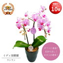 【お買い物マラソン期間 ポイント10倍】 ミディ胡蝶蘭《 ランラン 》 鉢植え 4号 2本立 ピンク 送料無料 プレゼント ギフト フラワーギフト 贈り物 自宅...