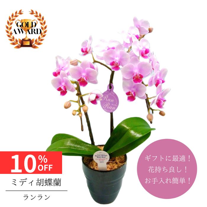 【12/4 20:00〜23:59限定!!スタートダッシュクーポン】 ミディ胡蝶蘭《 ランラン 》 鉢植え 4号 2本立 ピンク 送料無料 プレゼント ギフト ...