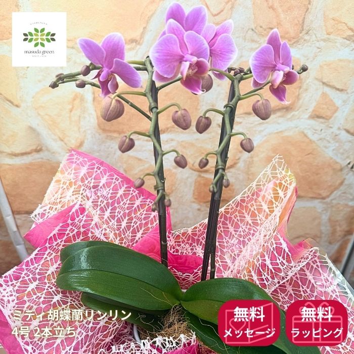 �ߥǥ���ĳ���� ����� �եԥ� ȭ���� 4�� 2��Ω ����̵�� �ץ쥼��� ���ե� �ե����ե� £��ʪ ��Ϸ ������ ���ˤ� ���� £�� ���� ������ ...