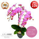【お買い物マラソン期間 ポイント10倍】 ミディ胡蝶蘭《 リンリン 》ピンク 鉢植え 4号 2本立 送料無料 プレゼント ギフト フラワーギフト 贈り物 自宅用...
