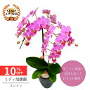 ミディ胡蝶蘭《 リンリン 》ピンク 鉢植え 4号 2本立 送料無料 プレゼント ギフト フラワーギフト 贈り物 自宅用 お祝い お礼 贈答 挨拶 誕生日 記念日...