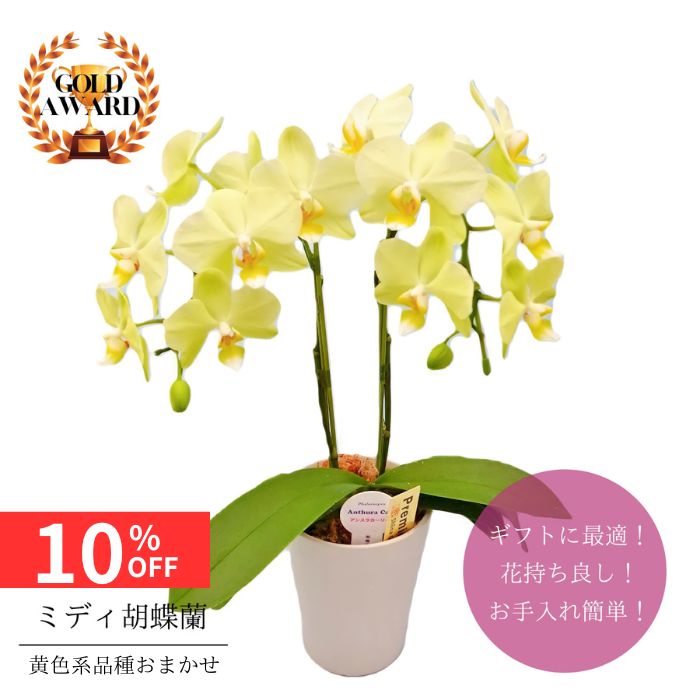 【12/4 20:00〜23:59限定!!スタートダッシュクーポン】 ミディ胡蝶蘭 黄色系 品種おまかせ 4号 2本立 送料無料 自宅用 プレゼント ギフト フ...