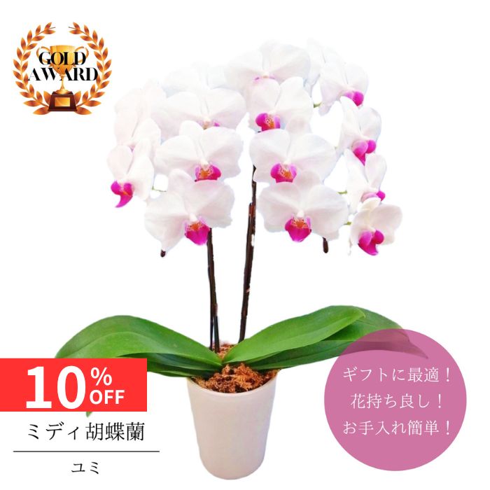 【12/4 20:00〜23:59限定!!スタートダッシュクーポン】 ミディ胡蝶蘭 鉢植え《 ユミ 》4号2本立 送料無料 プレゼント ギフト フラワーギフト ...