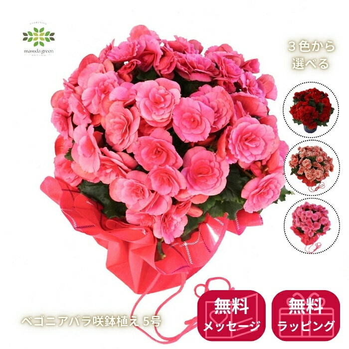樂天商城 - 【お買い物マラソン期間:最大20%OFFクーポン＋ポイント10倍】 母の日 2026 ベゴニア バラ咲 鉢植え 5号 ラッピング付 ベルセバピンク ベルセバレッド ボリアス 送料無料 ギフト 母の日ギフト プレゼント 人気 可愛い 贈り物 花 生花 鉢花 誕生日 お礼 お祝い 結婚祝