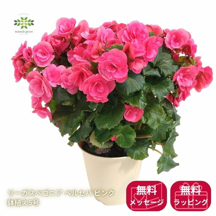 Rakuten - ベゴニア 鉢植え エラチオール ベルセバピンク 鉢植え 5号 カゴ入 送料無料 ギフト プレゼント 人気 可愛い 贈り物 花 生花 鉢花 誕生日 お礼 お祝い 結婚祝い お祝い
