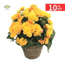 【10%OFF+クーポン 楽天スーパーSALE6/4~6/11】 ベゴニア 鉢植え バラ咲き イエロー 5号 黄色 送料無料 ギフト プレゼント 贈答用 自宅用 誕生日 記念日 お祝い 引越し祝い 開店祝い 新築祝い お礼 挨拶 ホワイトデー 卒業式 入学式 送別会