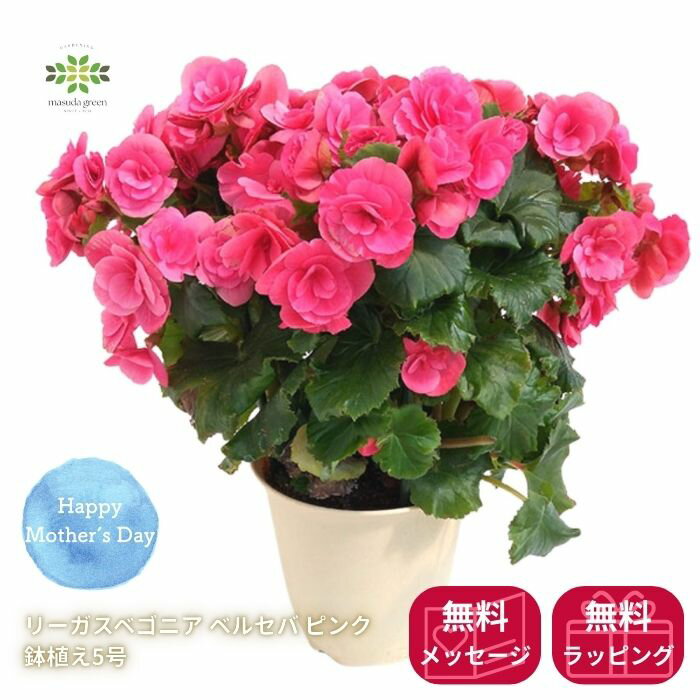 樂天商城 - 母の日 ベゴニア《 エラチオール ベルセバピンク 》鉢植え 5号 カゴ入 送料無料 ギフト 母の日ギフト プレゼント 人気 可愛い 贈り物 花 生花 鉢花 誕生日 お礼 お祝い 父の日 結婚祝い お祝い 2026