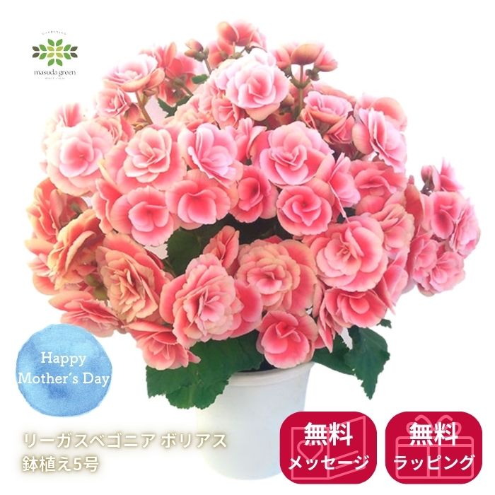 早割 母の日 リーガースベゴニア 《 ボリアス 》5号カゴ入 送料無料 リーガスベゴニア フラワーギフト プレゼント 人気 ピンク 贈り物 バラ咲き 花 生花 鉢植え 鉢花 誕生日 お礼 お祝い 結婚祝い 2026